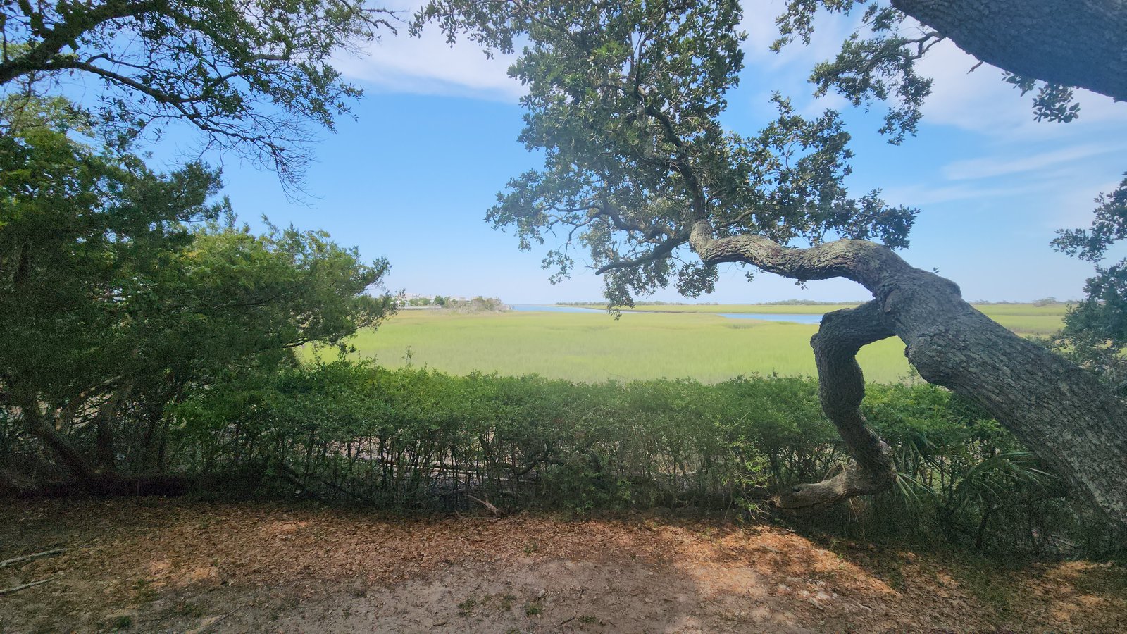 Sweeping panorama of the Bald Head Island salt marshes framed by coastal live oak branches.