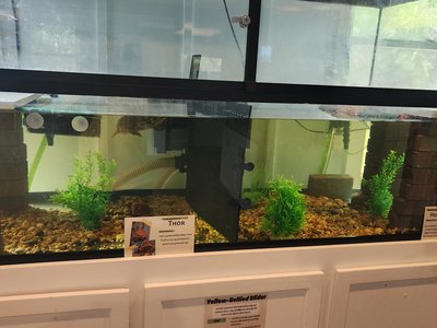Indoor educational turtle habitat featuring Thor the yellow-bellied slider.